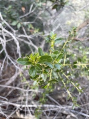 Ceanothus spinosus