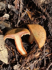 Lactarius rubrilacteus