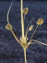 Cyperus retrorsus