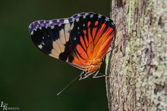 Hamadryas amphinome amphinome