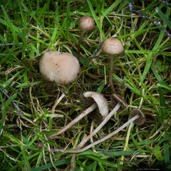 Panaeolus foenisecii