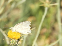 Tatochila