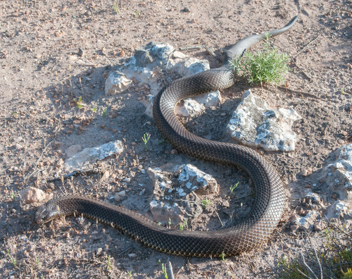 Pseudechis australis