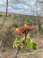 Jatropha mollissima