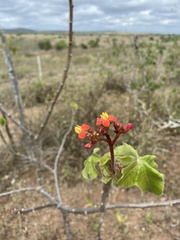 Jatropha mollissima