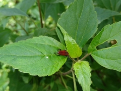 Rhodobaenus sanguineus