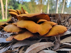 Omphalotus olivascens