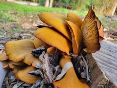 Omphalotus olivascens