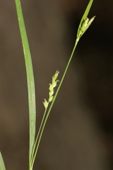 Carex digitalis