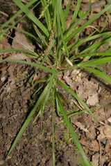 Carex digitalis
