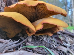 Omphalotus olivascens