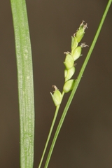 Carex digitalis