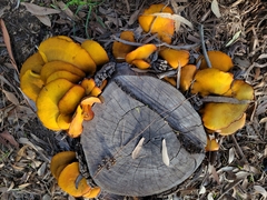 Omphalotus olivascens