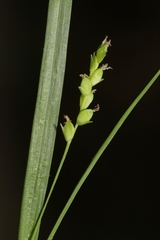 Carex digitalis