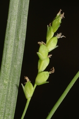 Carex digitalis