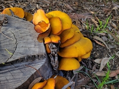 Omphalotus olivascens