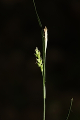 Carex digitalis