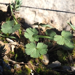 Geranium rotundifolium
