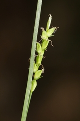 Carex digitalis