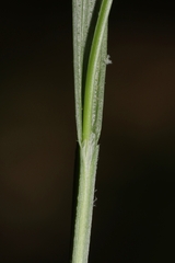 Carex digitalis