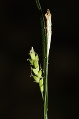Carex digitalis