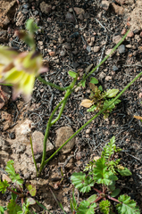 Gladiolus permeabilis permeabilis