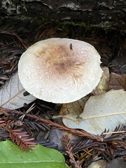 Agaricus kerriganii