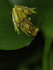 Dendropsophus ebraccatus