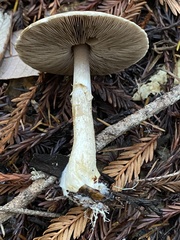 Agaricus kerriganii