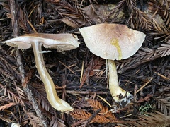 Agaricus kerriganii
