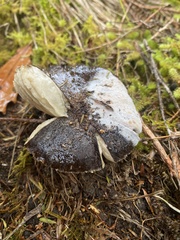 Amanita nothofagi