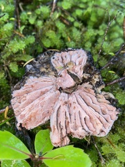 Amanita nothofagi