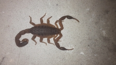 Pseudolychas ochraceus