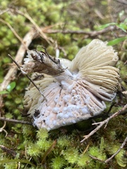Amanita nothofagi