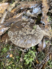 Amanita nothofagi