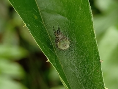 Bijoaraneus mitificus