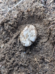 Agaricus deserticola