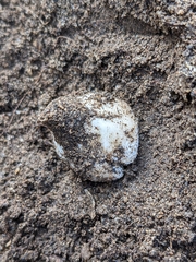 Agaricus deserticola