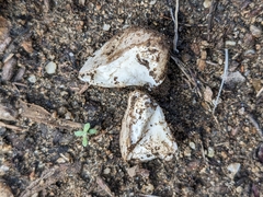 Agaricus deserticola