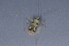 Phytocoris tiliae