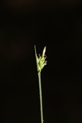 Carex willdenowii
