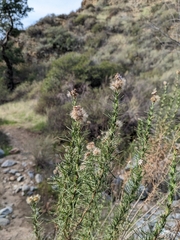 Ericameria pinifolia