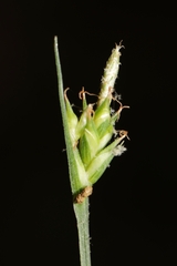 Carex willdenowii