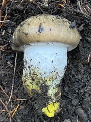 Gomphidius oregonensis