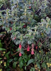 Ribes