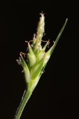 Carex willdenowii