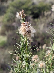 Ericameria pinifolia