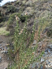 Ericameria pinifolia
