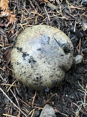 Gomphidius oregonensis