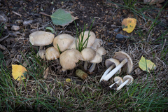 Candolleomyces candolleanus